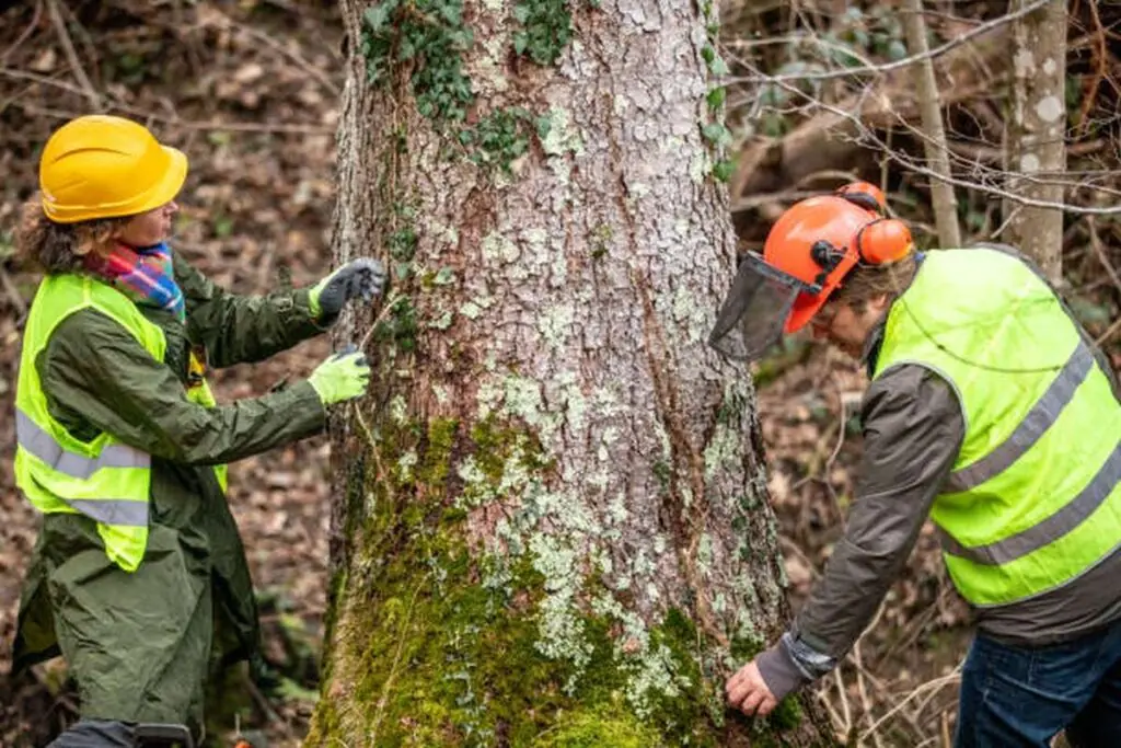 Interactive Guide to Health & Life Insurance for Tree Removal Workers
