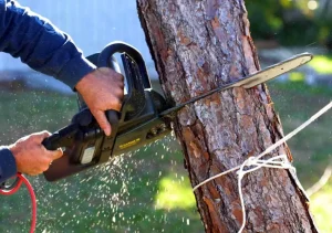 Tree removal techniques for beginners