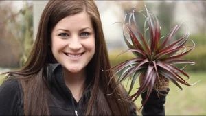 How Displaying Air Plants Can Improve Your Health and Home’s Atmosphere