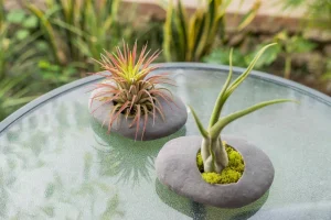 How to display air plants